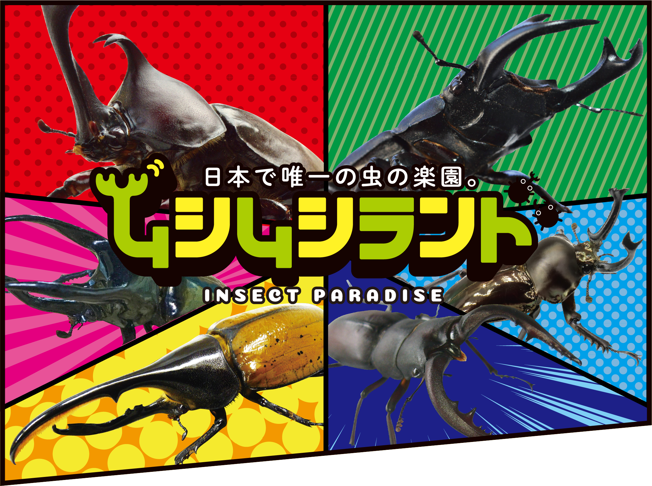 世界のカブクワ総選挙